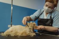 PAWS-atively PURR-fect Pet Grooming & Rescue image 4